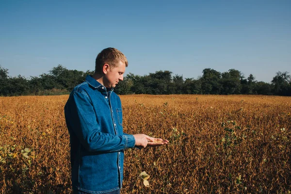 Farmer Checks Quality Soybeans Agricultural Field Holds Soybeans His Hands — Stock Photo, Image