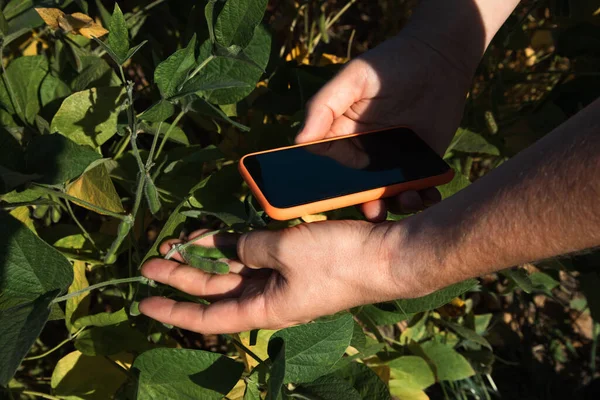 농학자가 스마트폰으로 기준을 수하기 품질을 확인하는 사진으로 찍었습니다 위에서 — 스톡 사진