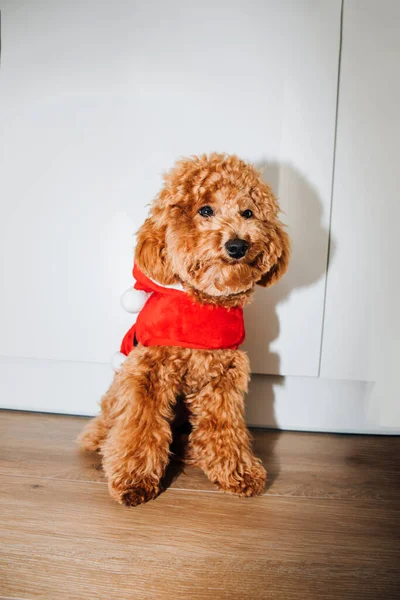 Güneşli bir günde, Noel Baba kostümlü küçük bir kaniş köpeği yerde oturur. Noel konsepti, ön manzara