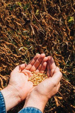 Güneşli bir günde, avuçlarında olgun sarı soya fasulyesi tutan bir çiftçinin yakın plan fotoğrafı. Tarım tarlasında kot gömlekle.