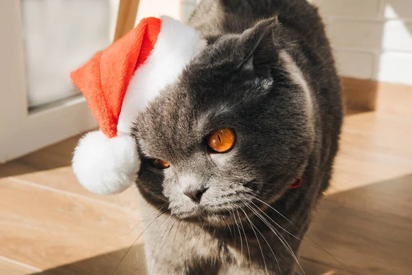 A gray Scottish Fold cat in a Santa hat with big orange eyes is unhappy. Christmas concept, front view