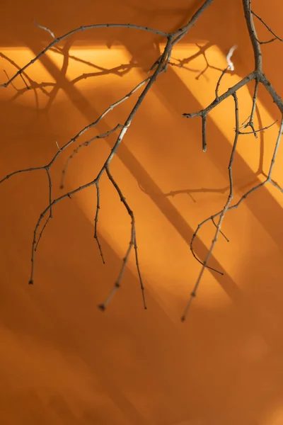 Ветка Дерева Листьев Оранжевом Фоне Тенью Дневного Солнца Плоский Избирательный — стоковое фото