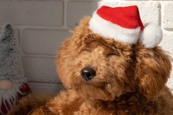 サンタスーツの小さな生姜プードル犬が横たわっていて 晴れた日に寝ています クリスマスのコンセプト フロントビュー — ストック写真