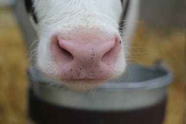 Pembe ıslak inek burnu