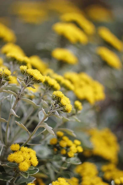 Fiori Gialli Giardino — Foto Stock