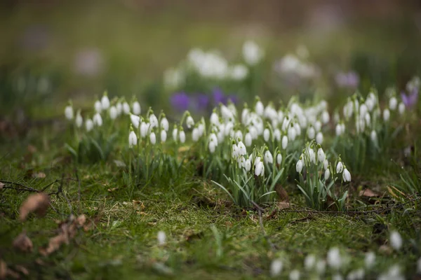 Flores Gota Neve Parque Primavera — Fotografia de Stock