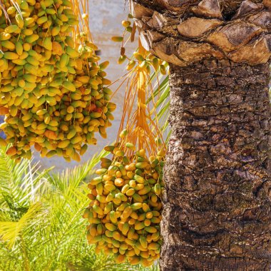 Bahçedeki bir palmiye ağacına asılı olgun hurma ağaçlarına yakın Jerez de la Frontera 'daki Alcazar' a. Tarihlere seçmeli odaklan