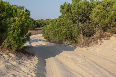Atlantik kıyısındaki Donana Ulusal Parkı 'nın kum tepelerine giriyoruz.