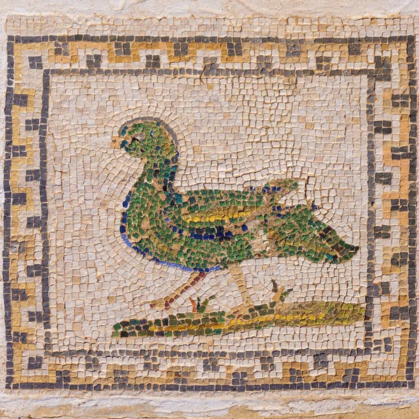 Mozaika Divoké Kachny Podlaze Domu Ptáků Italice Archeologické Naleziště Okraji — Stock fotografie