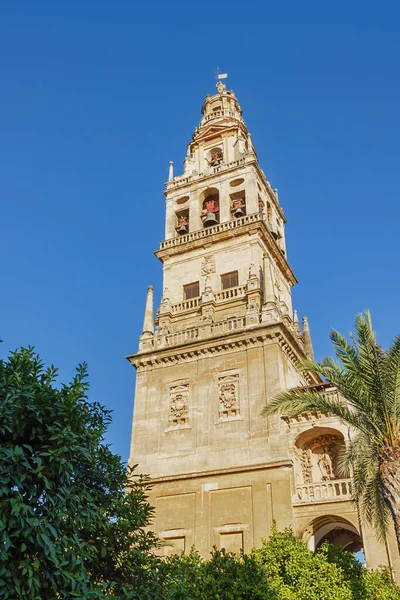Campanario Catedral Córdoba Visto Desde Jardín Frente Edificio — Foto de Stock