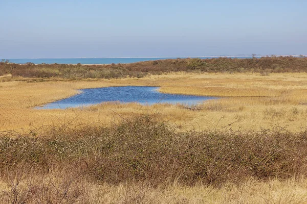 Puddle Isolated Dunes Black Polder Mouth Scheldt Cadzand — Stock Photo, Image