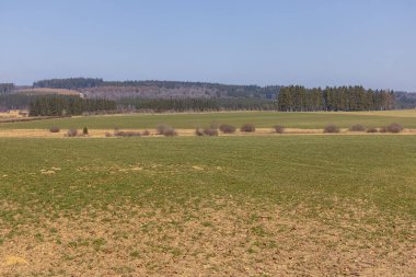 Sourbrodt yakınlarındaki doğa parkındaki High Fens 'teki çayırlar ve çam ağaçları.