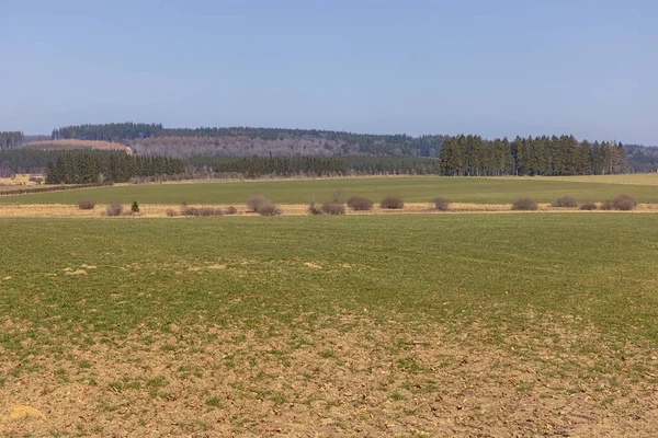 Sourbrodt yakınlarındaki doğa parkındaki High Fens 'teki çayırlar ve çam ağaçları.