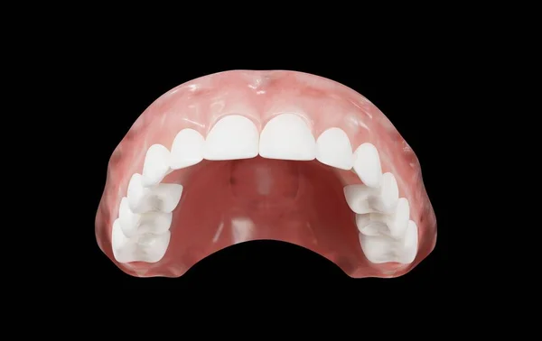 human upper jaw 3d rendering on black background