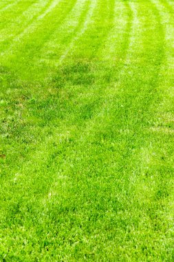 Özel bir evin arka bahçesinde güzel, dengeli bir çim..