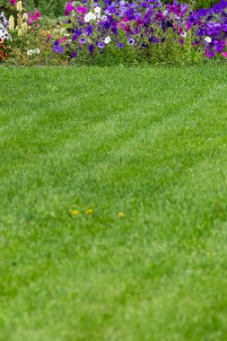Özel bir evin arka bahçesinde güzel, dengeli bir çim..
