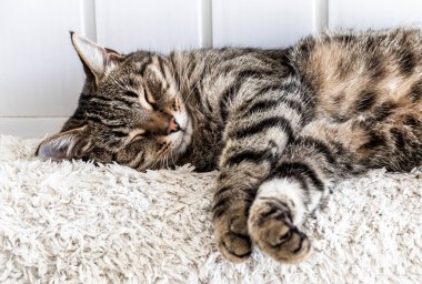 Tekir kedi beyaz kabarık bir yatakta uyuyor..