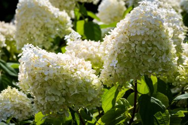 Bahçedeki beyaz bahçe ortancaları. Yakın plan..