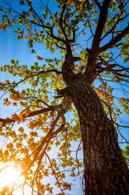 Eski bir meşenin eski kuru gövdesi..