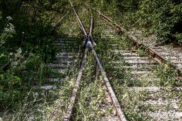 一条荒废的铁路 长满了树木 灌木和青草 — 图库照片