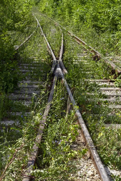 Linie Opuštěné Železnice Zarostlé Stromy Keři Trávou — Stock fotografie