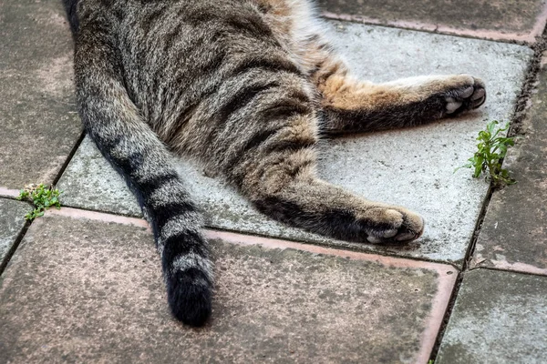 Tabby Cat Lies Old Paving Slabs — Stock Photo, Image