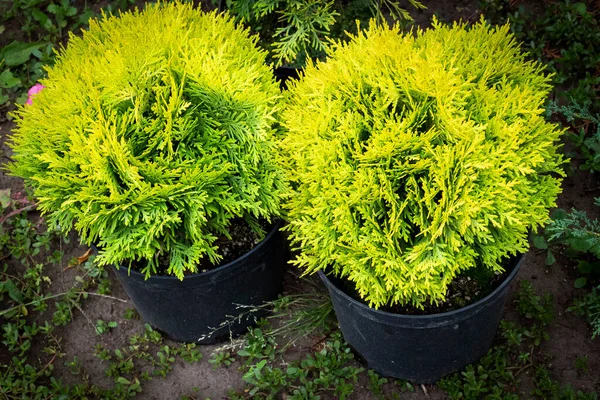 Dois Thuja Decorativo Amarelo Novo Nos Potenciômetros Antes Plantar — Fotografia de Stock