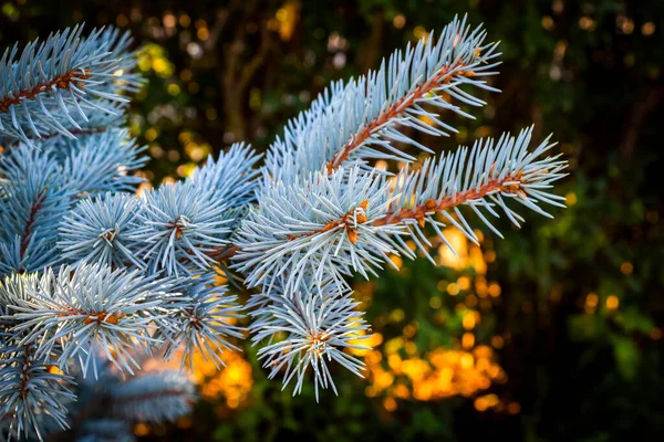 Branches Decorative Blue Spruce Backyard — Stock Photo, Image