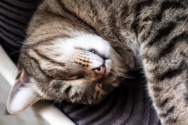 Uyuyan tekir kedinin ağızlık sesi..