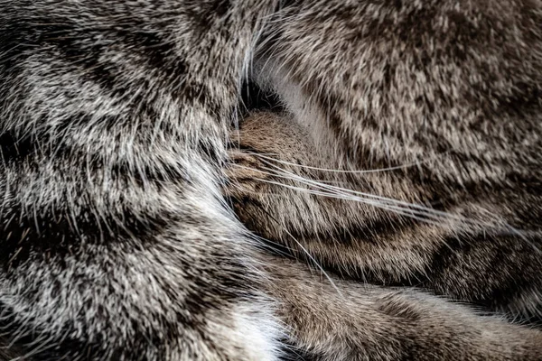 Focinho Gato Dormindo Tabby Close — Fotografia de Stock