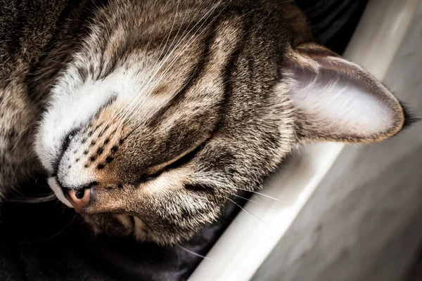 Uyuyan Tekir Kedinin Ağızlık Sesi — Stok fotoğraf