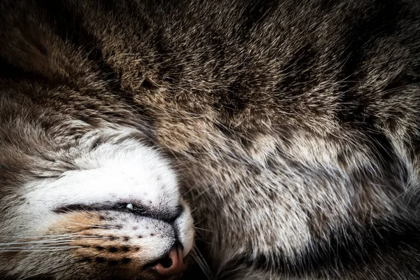 잠들어 고양이의 주둥이를 클로즈업 — 스톡 사진