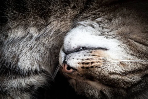 Muzzle Sleeping Tabby Cat Close — Stock Photo, Image