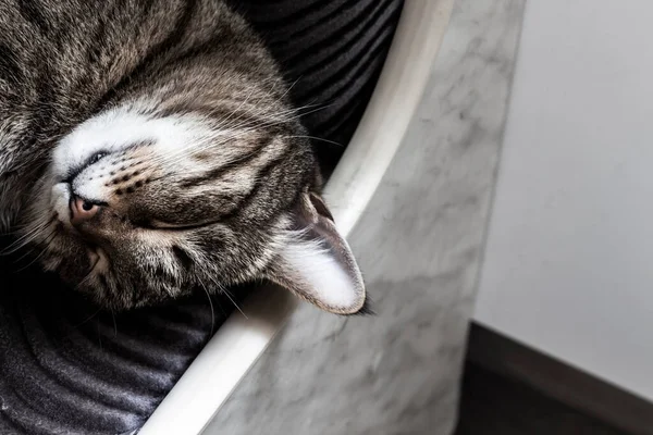 Focinho Gato Dormindo Tabby Close — Fotografia de Stock