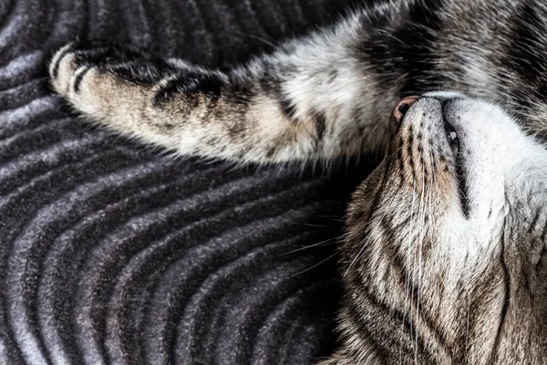 Focinho Gato Dormindo Tabby Close — Fotografia de Stock