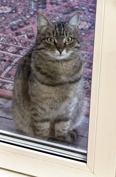 Кіт Сидить Дверима Просить Піти Додому — стокове фото