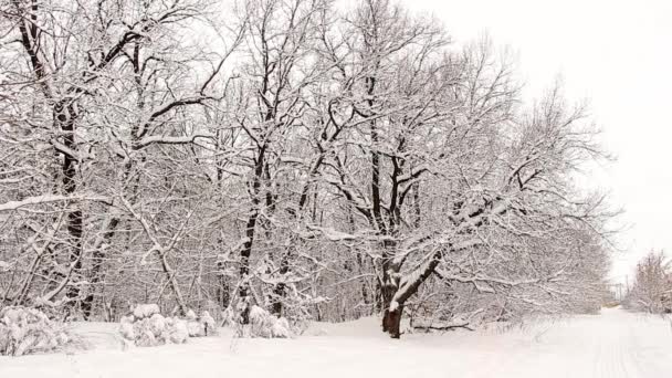 Neve Macia Fresca Galhos Árvore Dia Inverno Tranquilo — Vídeo de Stock
