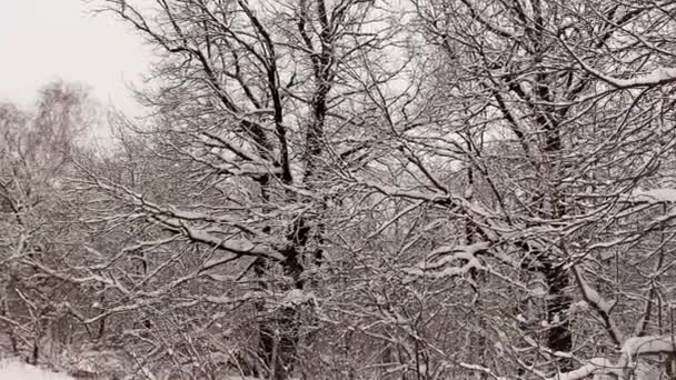 Nieve Fresca Esponjosa Ramas Árboles Tranquilo Día Invierno — Vídeo de stock