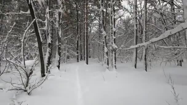Свіжий Пухнастий Сніг Гілках Дерев Тихий Зимовий День — стокове відео