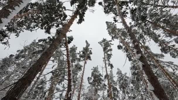 Топы Лесных Сосен Зимний Сезон Вид Снизу Вверх — стоковое видео