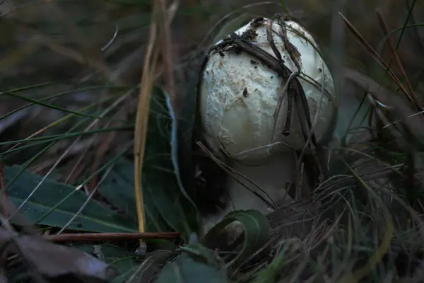 Kleine Porcini Paddestoel Groeit Mos — Stockfoto