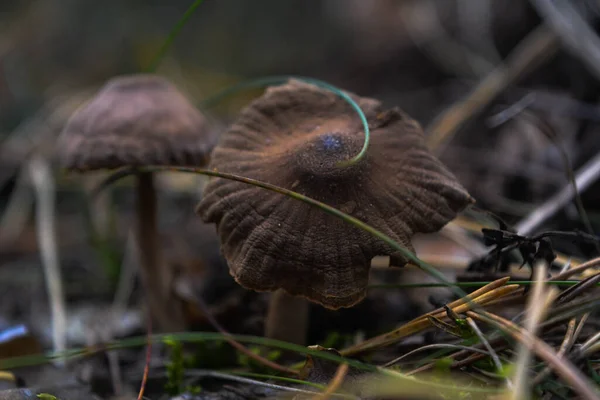 Malé Houby Vyschnou Stromě — Stock fotografie