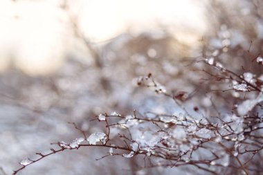 Soğuk gölgelerdeki bir dalda yüzen bir buzun arkaplanı
