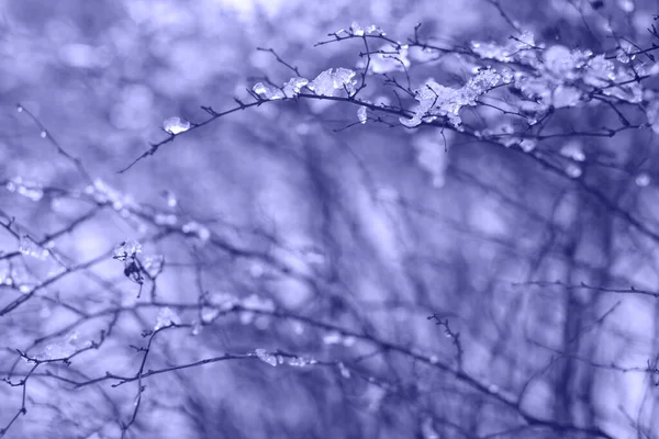 Background Ice Floe Branch Cold Shade — Stock Photo, Image