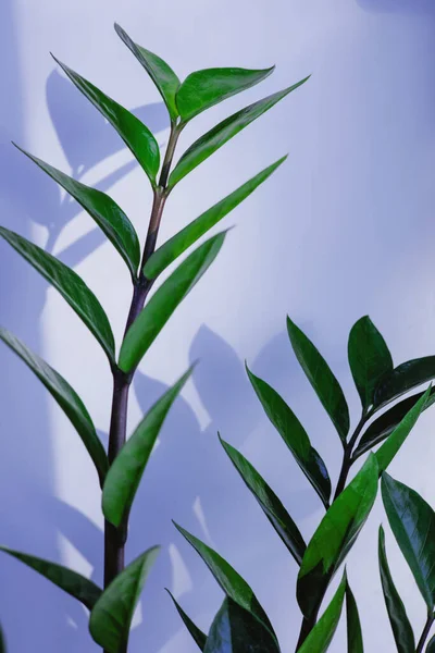 Una planta verde bridht sobre un fondo blanco. Imagen de stock