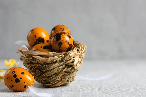 Huevos de codorniz de Pascua sobre fondo gris Imagen de archivo