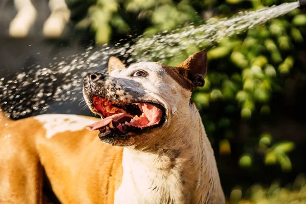 Close up view of a dog playing with a jet of water in a garden — Stock Photo, Image