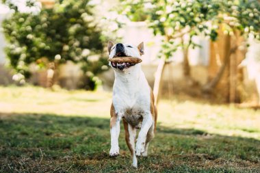 Tehlikeli bir cins köpek parkta bir odun parçasıyla oynuyor.