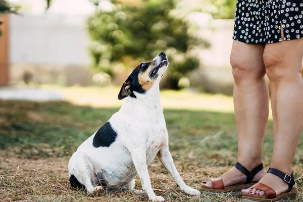 Küçük köpek yerde oturuyor ve parkta bir kadına bakıyor.