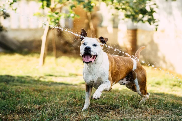 Pericoloso cane di razza che gioca con l'acqua proveniente formano un tubo flessibile — Foto Stock